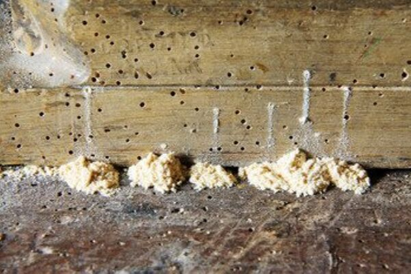 Insecticidal Infestation Timber Treatment - Robert Ozols - Lancaster and Morecambe Builder